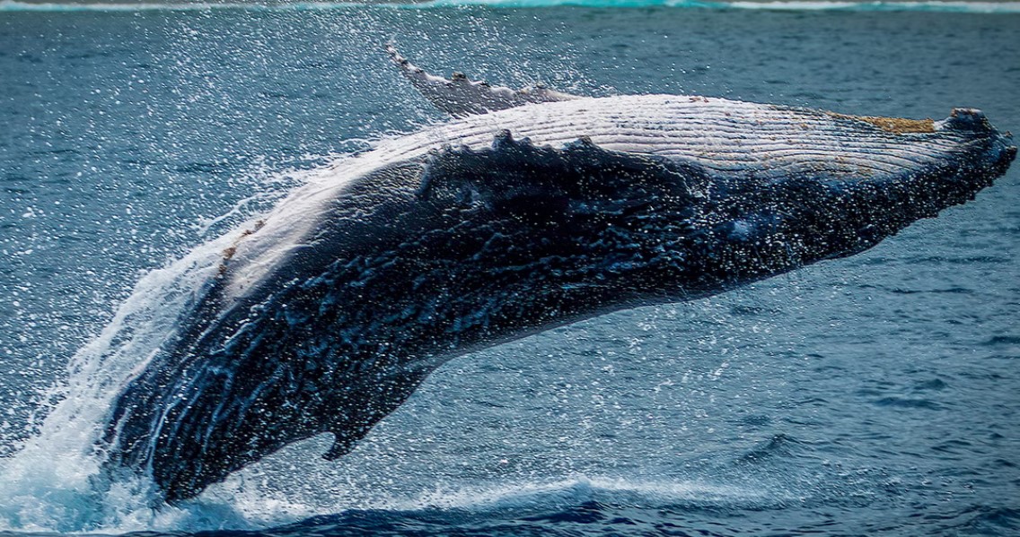 Почему кит зверь. Кит ли. Fun facts about Whales.