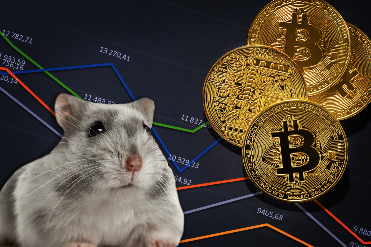 Hamster coin криптовалюта как вывести. Хомяк криптовалюта. Хомяк биткоин. Мистер Гокс хомяк. Хомяк с биткоином.